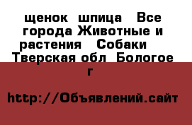 щенок  шпица - Все города Животные и растения » Собаки   . Тверская обл.,Бологое г.